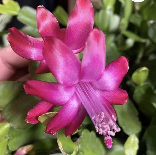 True christmas cactus - true,