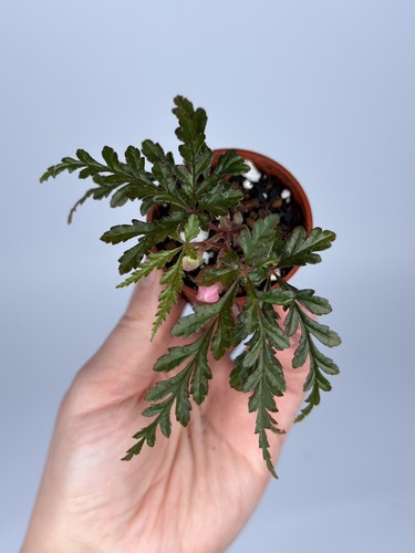 Begonia polilloensis rare - begonia,
