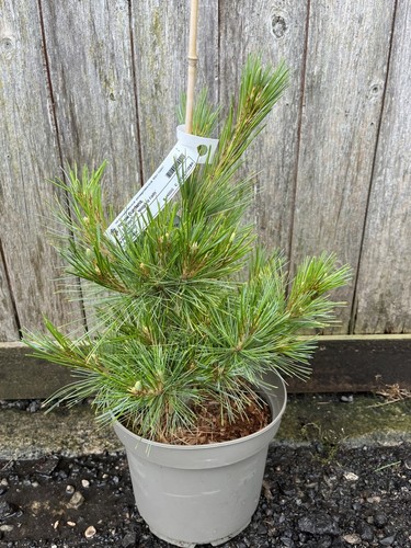 Weeping weymouth pine niagara - weeping,