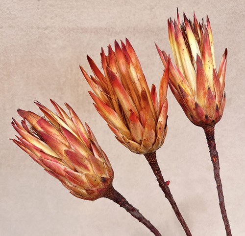 Dried protea ombré repens - protea,