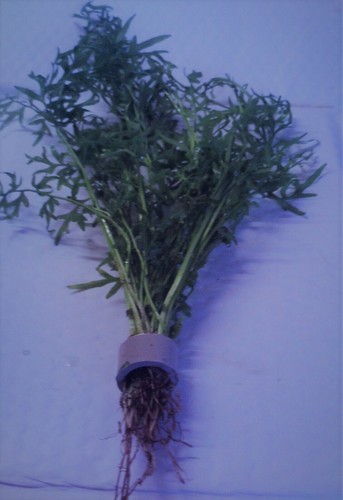Bunches indian fern aquarium - indian,