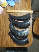 Bison Buffalo Polished Horn