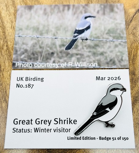 Great grey shrike - shrike, design