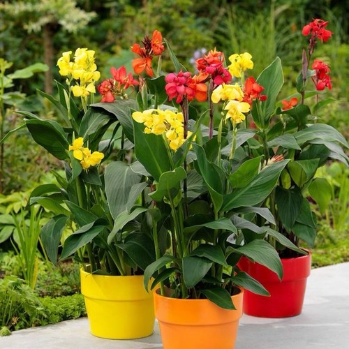 Canna tropicana dwarf - canna,