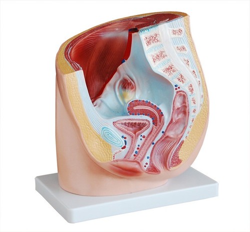 Model anatomy professional - model,