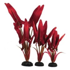 Aquarium Plant Red Palaefolius