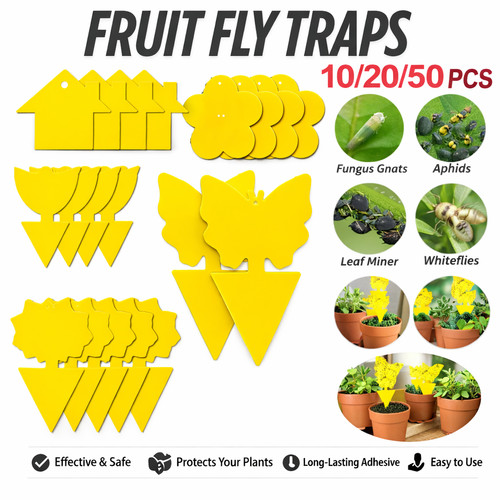 Fruit fly traps - traps, yellow