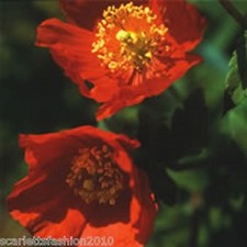 Meconopsis cambrica  Frances Perry sought after poppy Welsh poppy 50 seeds