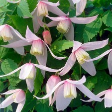 Clematis Alpina Willy Plant Garden Climber Border Trellis Patio Plants in Pot