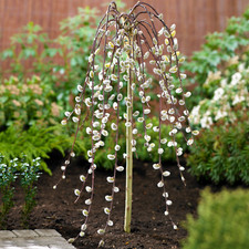Salix Caprea Pendula 'Kilmarnock' Tree | Weeping Willow Trees for Small Gardens