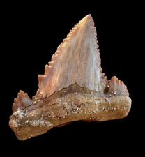 Great Paleocarcharodon Fossil