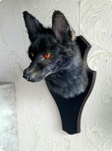 Red fox taxidermy made to - -,
