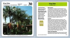 King Palm #8 Evergreen Trees - My Green Gardens 1987 Cardmark Card