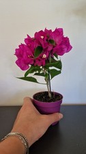 Bougainvillea Vera Deep Purple