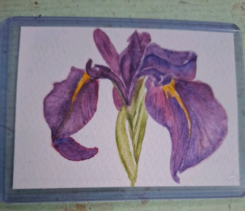 Iris watercolour painting - iris,