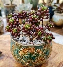 Sedum rubrorinctum red berry