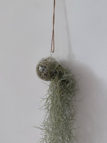 Spanish moss live air - moss, plant