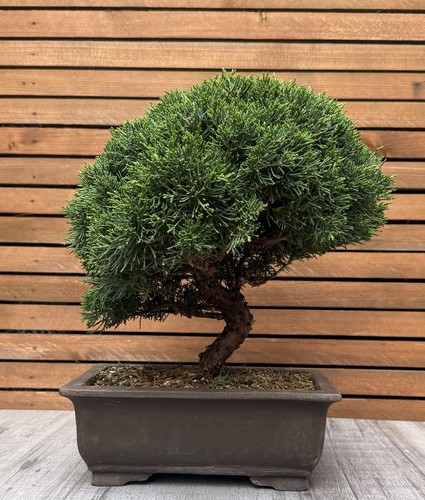 Juniper bonsai kishu - bonsai, ‘kishu’