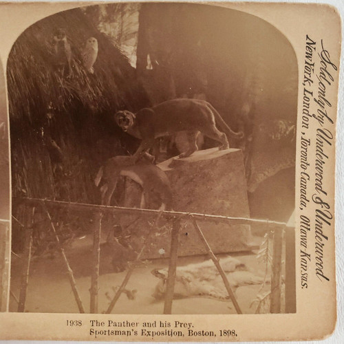 Panther owls taxidermy exhibit - taxidermy,