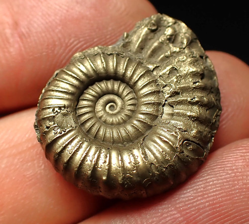 Large microderoceras - large,