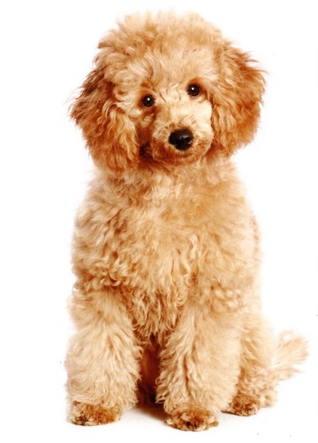 Fluffy apricot poodle puppy - fluffy,