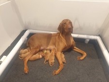 Dog pen and whelping bed good quality