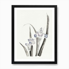 Japanese Iris Flower