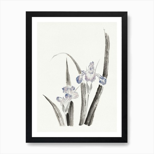 Japanese iris flower - japanese,