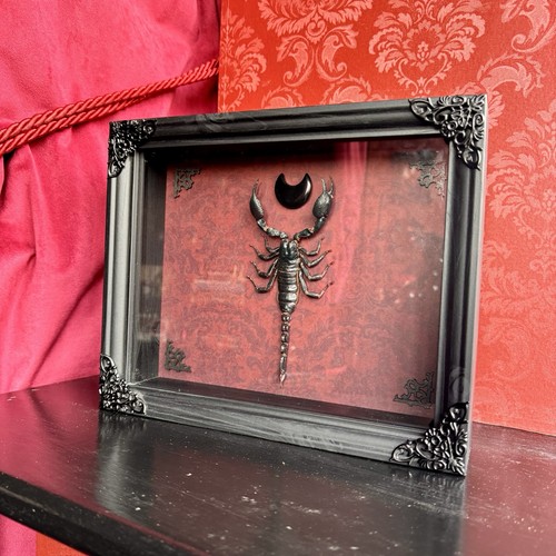 Real scorpion entomology frame - real,