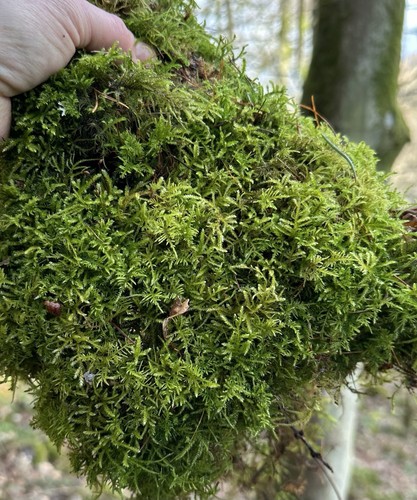 5kg sphagnum moss - sphagnum,