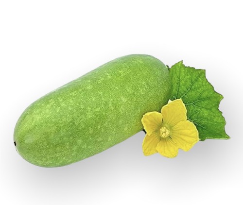 Ash gourd winter - gourd,