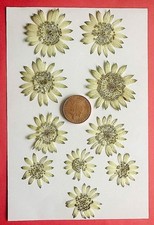 Pressed Dried Flowers