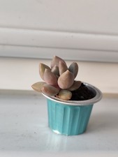 Succulents Plant