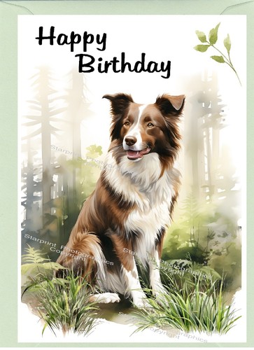 Border collie dog sheepdog - border,