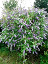 Hebe Midsummer Beauty  Bee Magnet Coastal Grown In 9cm Pot