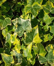 IVY x6, Trailing.  Hedera