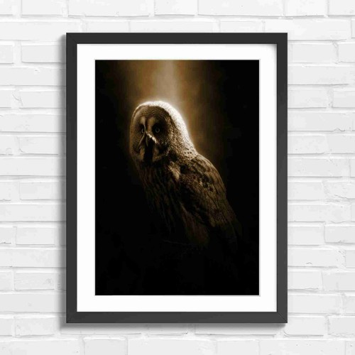 Dramatic great grey owl - great,
