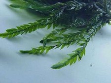 Willow moss fontinalis - willow,