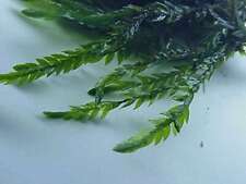 Willow Moss - Fontinalis antipyretica - Live Aquatic Plant