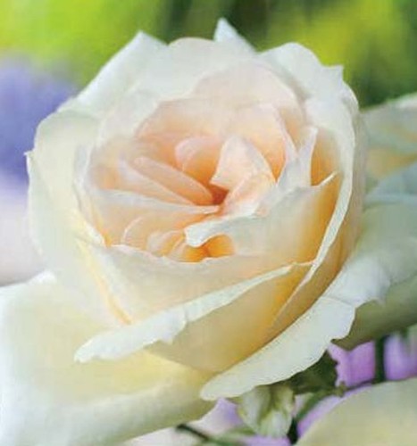 Rose mount shasta hybrid - shasta,