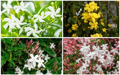 Jasmine climbing plants - 3x,