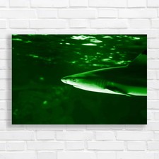 Tropical Sea Fish Lone Shark