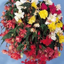 6 Trailing Begonia Ilumination
