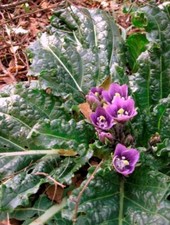 MANDRAKE MANDRAGORA AUTUMNALIS 10 SEEDS FOR 2025, FREE POSTAGE READY TO PLANT