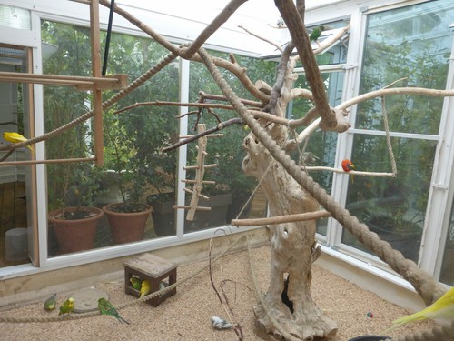 Budgie mesh - budgie,