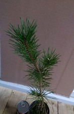 Pinus Thunbergii Japanese