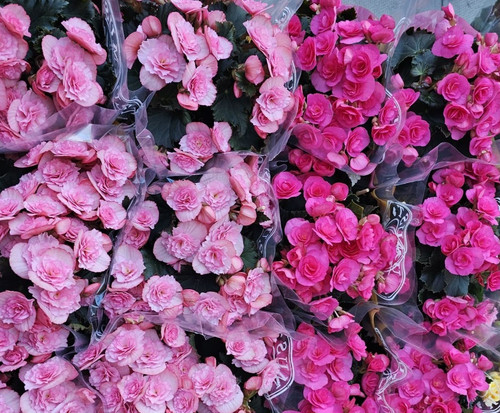 Flowering begonia plant 14cm - flowering,