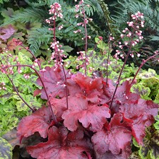 Heuchera Fire Chief Coral