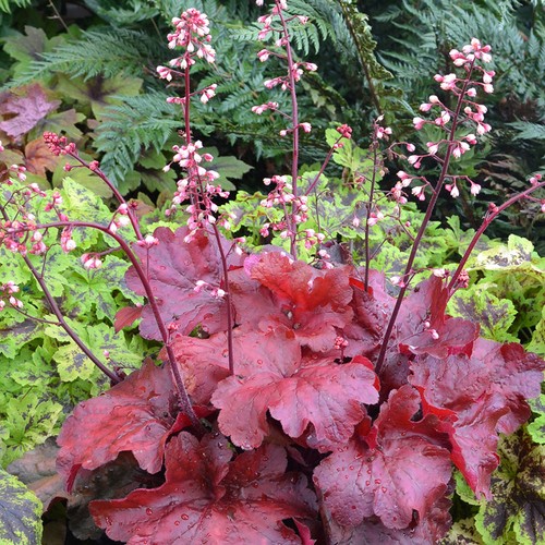 Heuchera fire chief coral - fire,