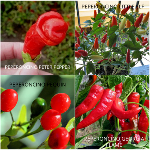 100 seeds chilli - peppers, in